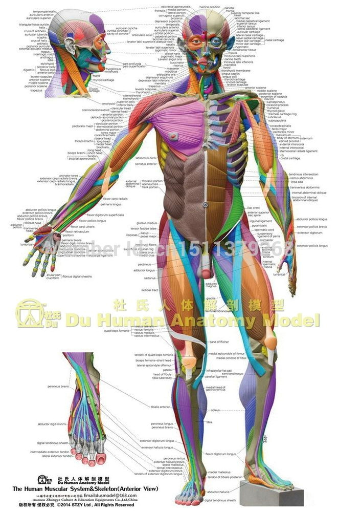 Muscular System Drawing Easy Human Anatomical Chart Muscular System Anatomy Ecorche Wall