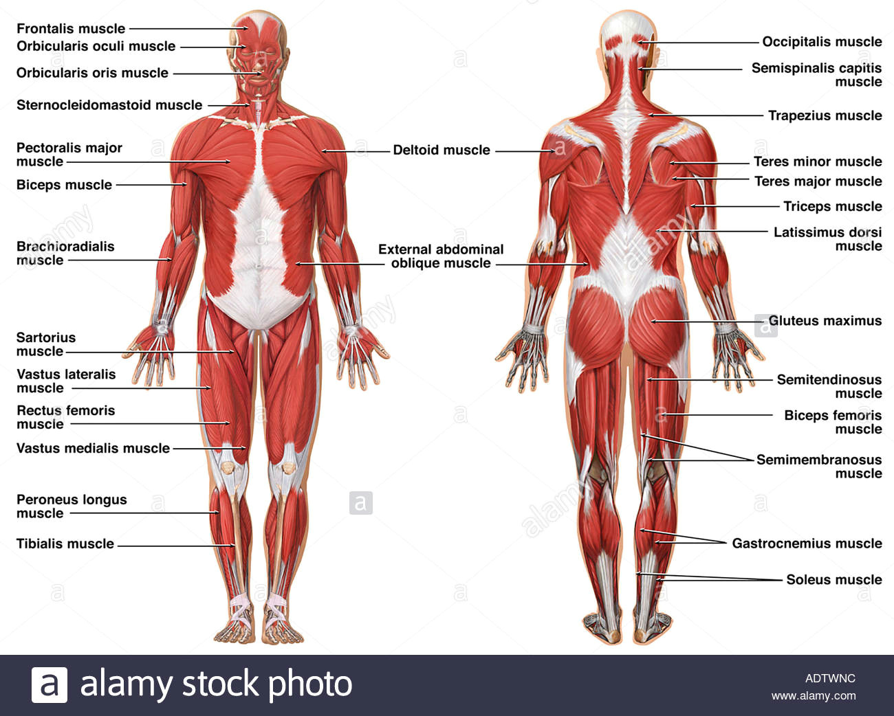 Muscular System Drawing Easy Muscular System Drawing at Getdrawings Com Free for