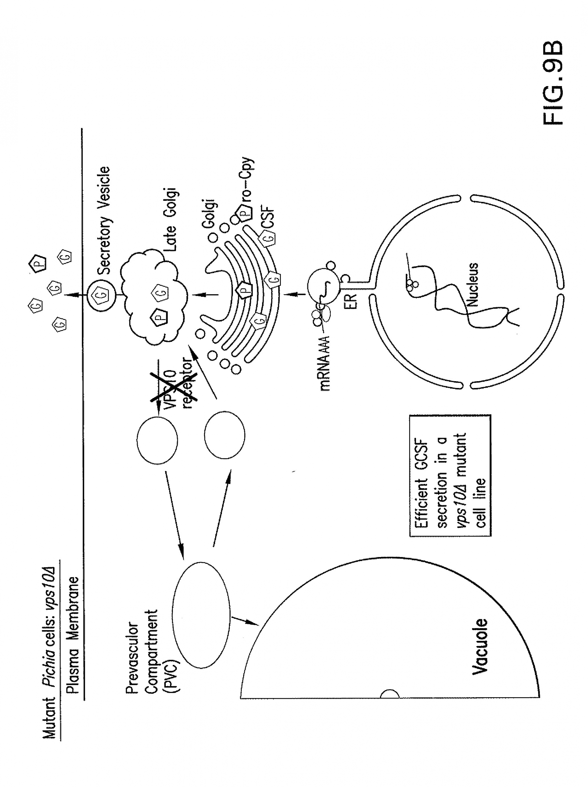 Nucleus Drawing Easy Us20130011875a1 Methods for the Production Of Recombinant