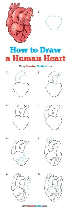 Pancreas Drawing Easy 83 Best Anatomy Sketches Images Anatomy Anatomy Art
