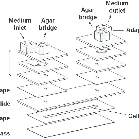 Pancreas Drawing Easy A Drawing Of the Electrotactic Chip assembly the