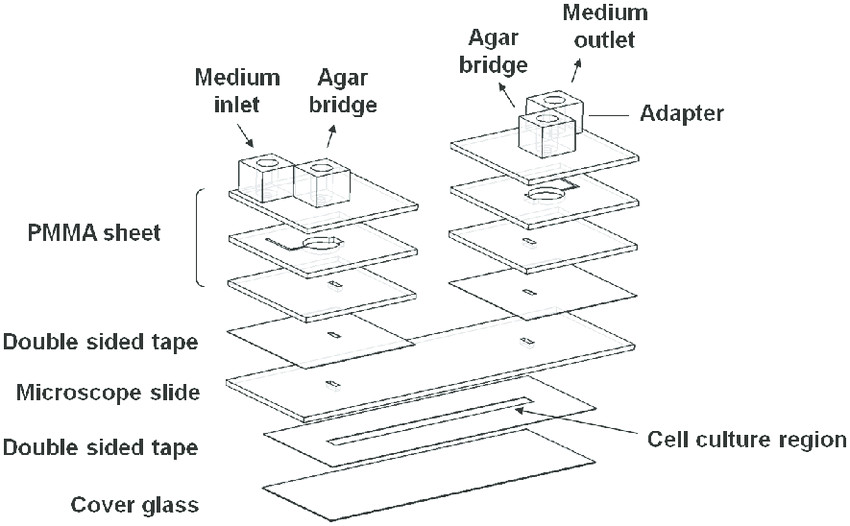 Pancreas Drawing Easy A Drawing Of the Electrotactic Chip assembly the