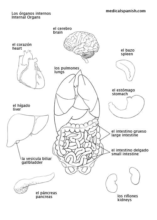 Pancreas Drawing Easy Los A Rganos De Nuestro Cuerpo Learning Spanish Spanish