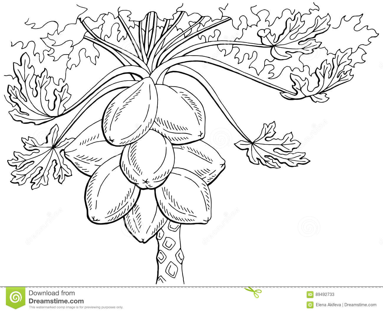 Papaya Tree Drawing Easy 193531 Drawing Free Clipart 839