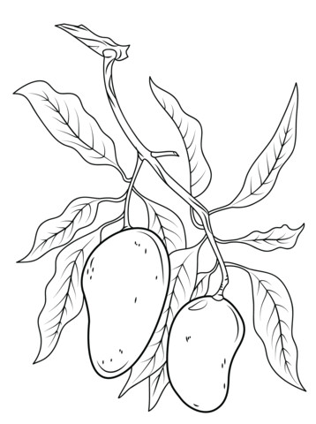 Papaya Tree Drawing Easy Mango Branch Coloring Page Fruit Coloring Pages Tree