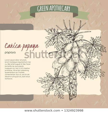 Papaya Tree Drawing Easy Shutterstock Puzzlepix
