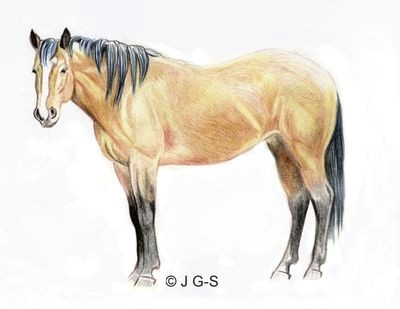 Pencil Easy Horse Drawing Drawing A Horse In Colored Pencil Horse Drawings