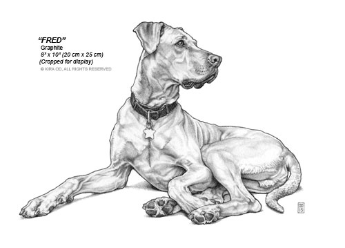 Pet Animals Images for Drawing Kira Od Drawings