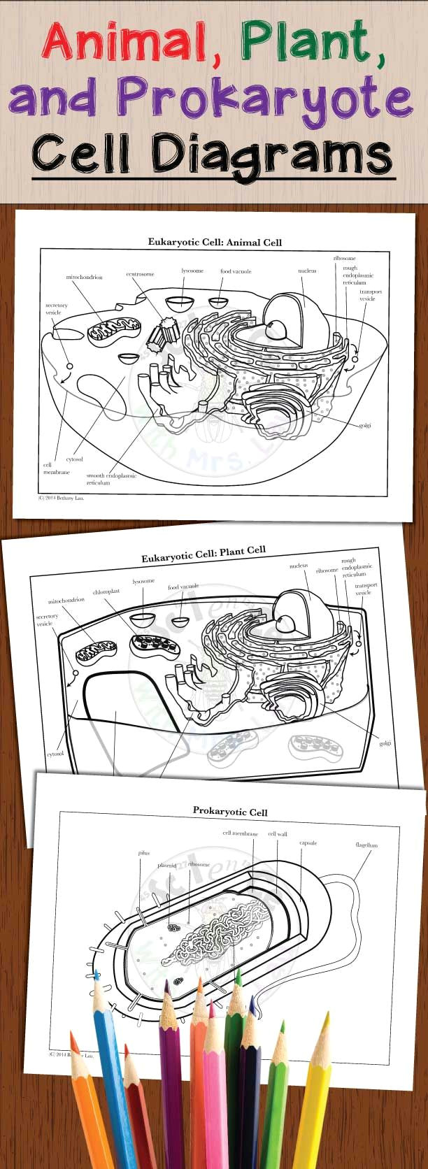 Plant Cell Drawing Easy Animal Plant Prokaryote Cell Coloring Diagram and Question