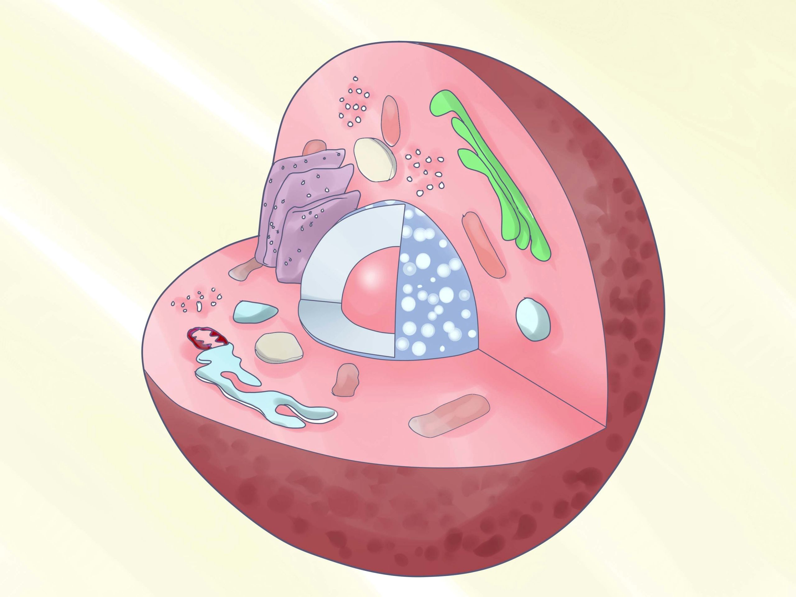 Plant Cell Drawing Easy Build 3d Models Of Animal and Plant Cells Animal Cell