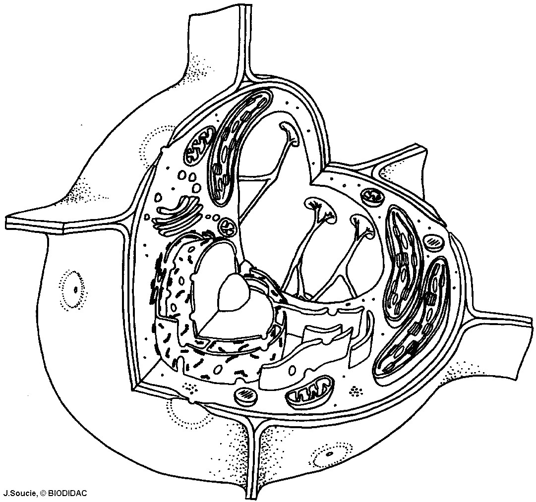 Plant Cell Drawing Easy Cell Coloring Project