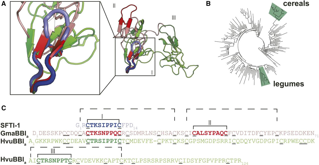 Plant Cell Drawing Easy Evidence for Ancient origins Of Bowman Birk Inhibitors From
