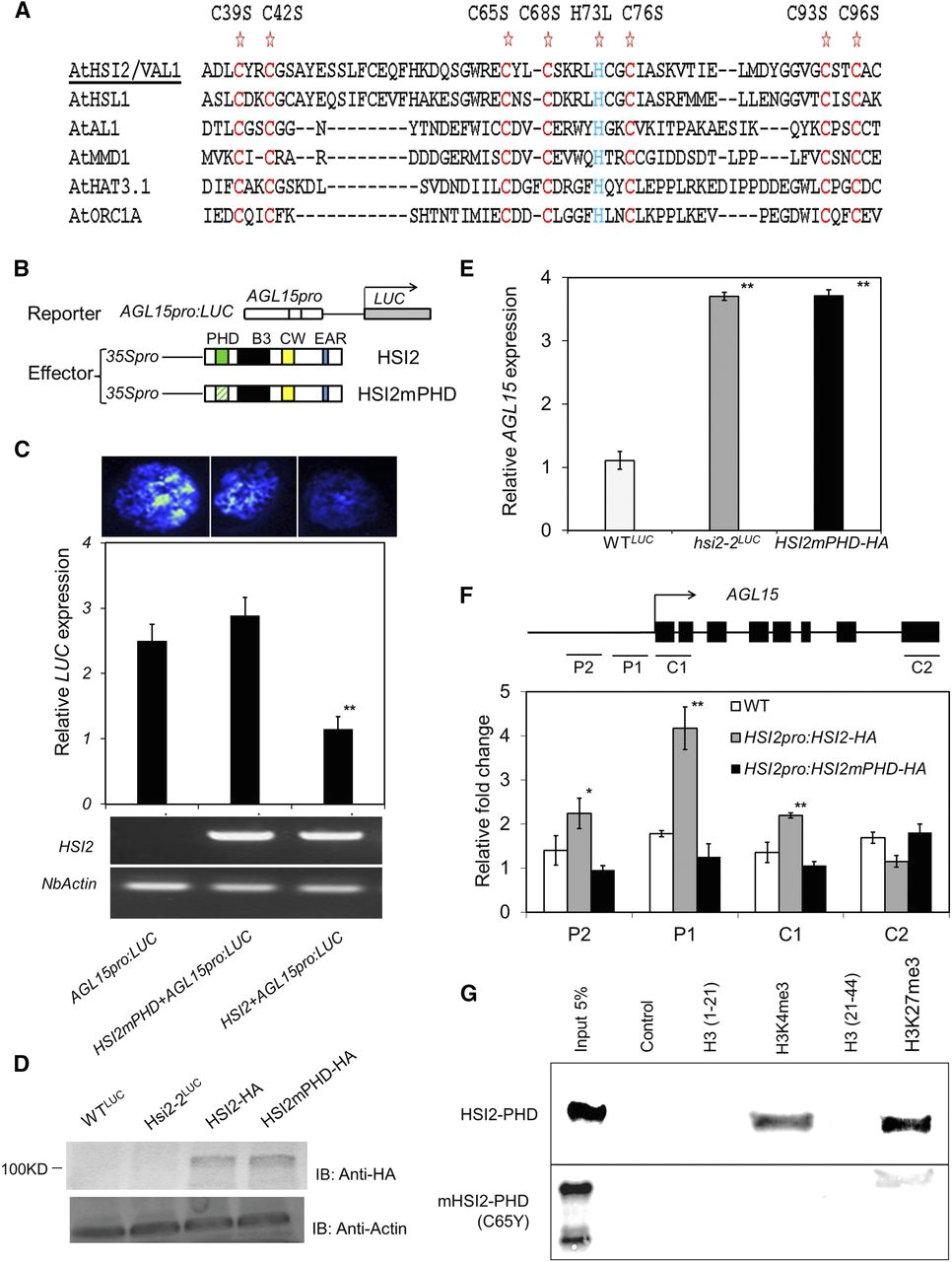 Plant Cell Drawing Easy Hsi2 Val1 Silences Agl15 to Regulate the Developmental