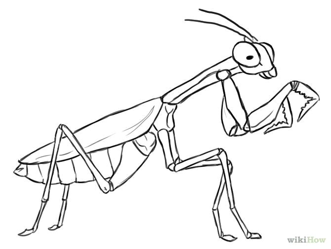 Praying Drawing Easy Insect Line Drawings Google Search Praying Mantis