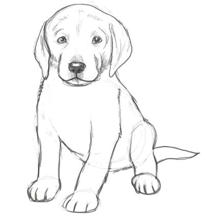 Puppy Easy Drawing Pencil Drawing Of A Puppy Kid Cartoonists by Bob Weber Jr