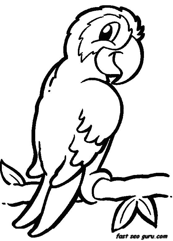 Rainforest Drawing Easy Rainforest Birds Coloring Pages