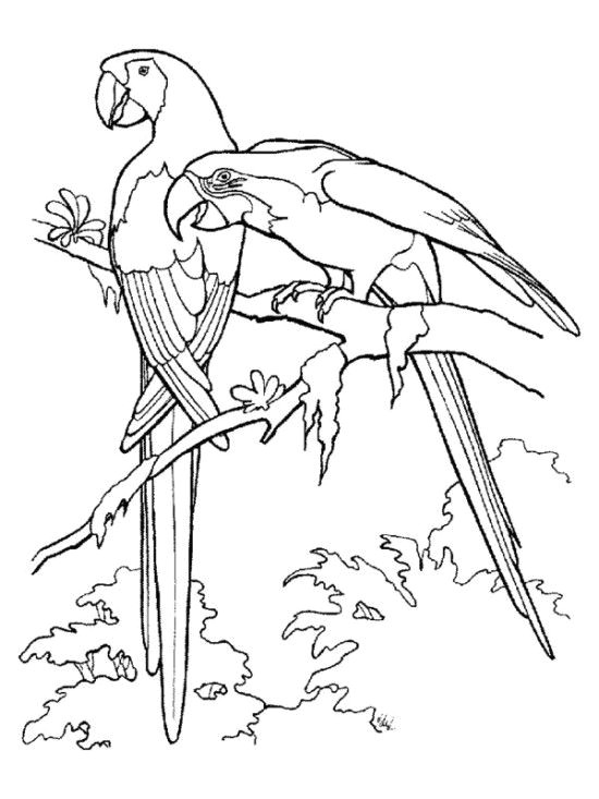 Rainforest Drawing Easy Rainforest Birds Coloring Pages