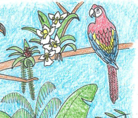 Rainforest Drawing Easy Rainforest Birds Coloring Pages