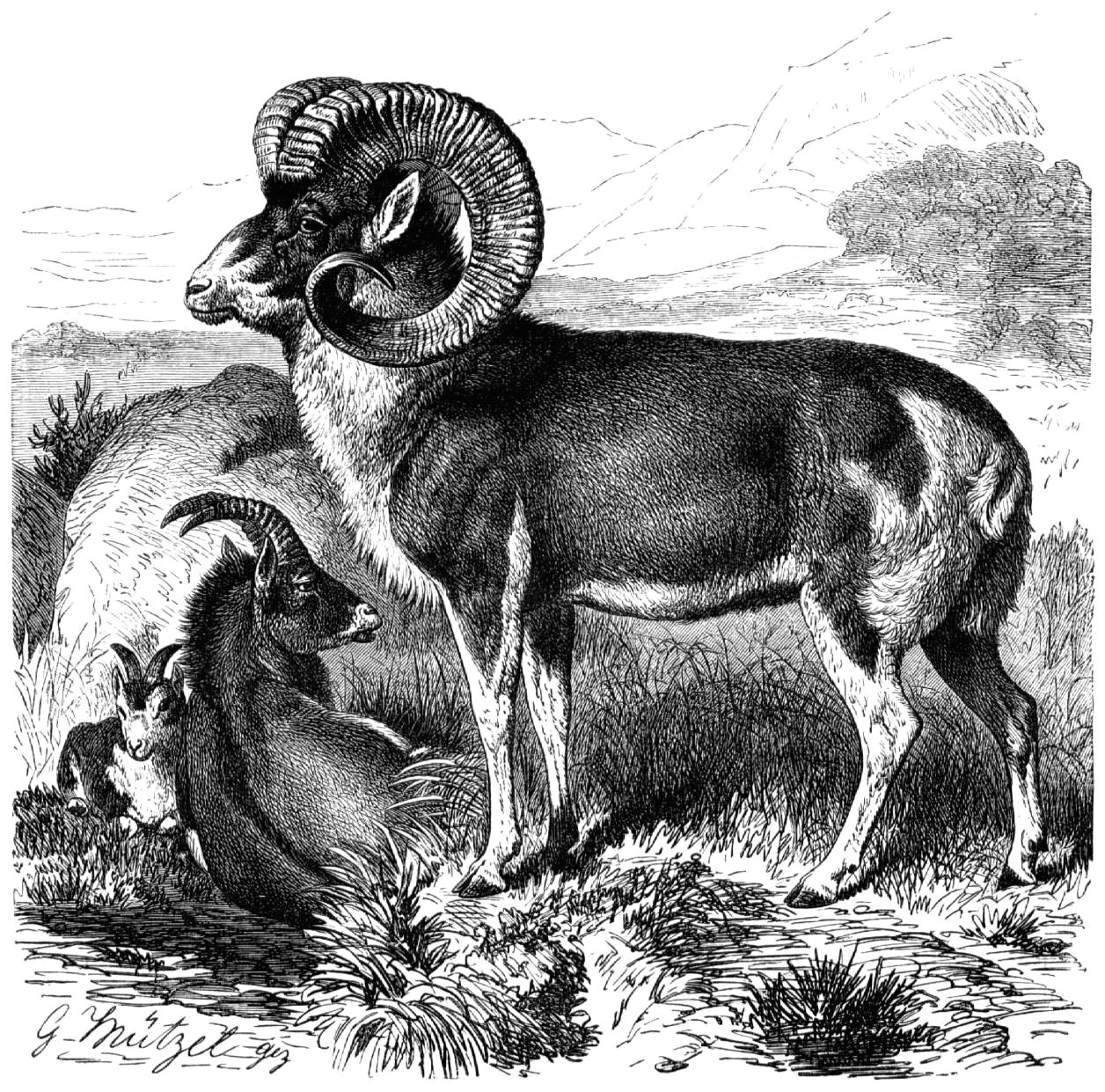 Ram Animal Drawing File Marco Polo Sheep Line Drawing Jpg Wikimedia Commons