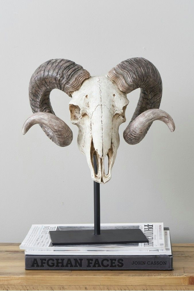 Ram Animal Drawing Next Ram Skull Sculpture Natural Animal Skull Drawing