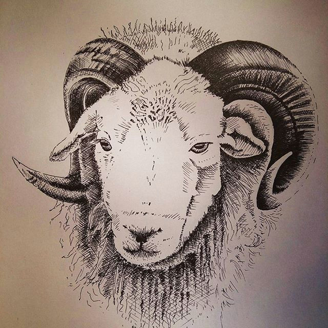 Ram Animal Drawing This Herdwick Ram Was Grazing In A Field Near to My Home He