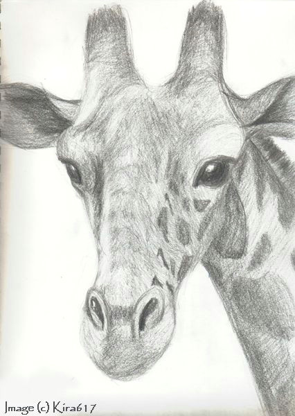 Realistic Animal Drawings Easy 20 Ways to Draw A Giraffe Like A Cartoonist Art