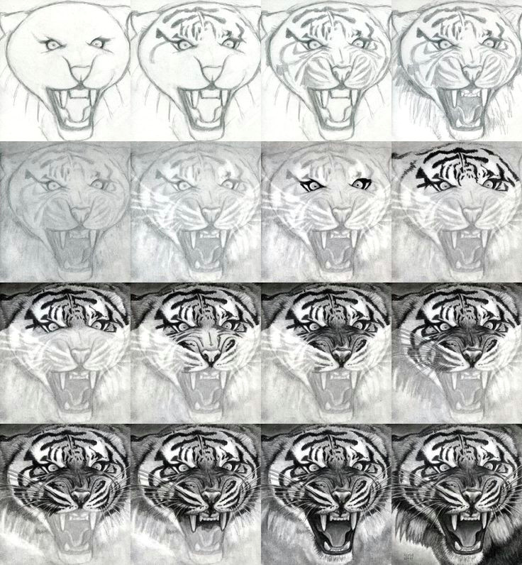 Realistic Animal Drawings Easy Easy Realistic Tiger Drawings Tigers Drawing and Painting