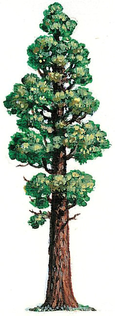 Redwood Tree Drawing Easy 54 Best Giant Sequoia Images Redwood Tattoo Giant Sequoia