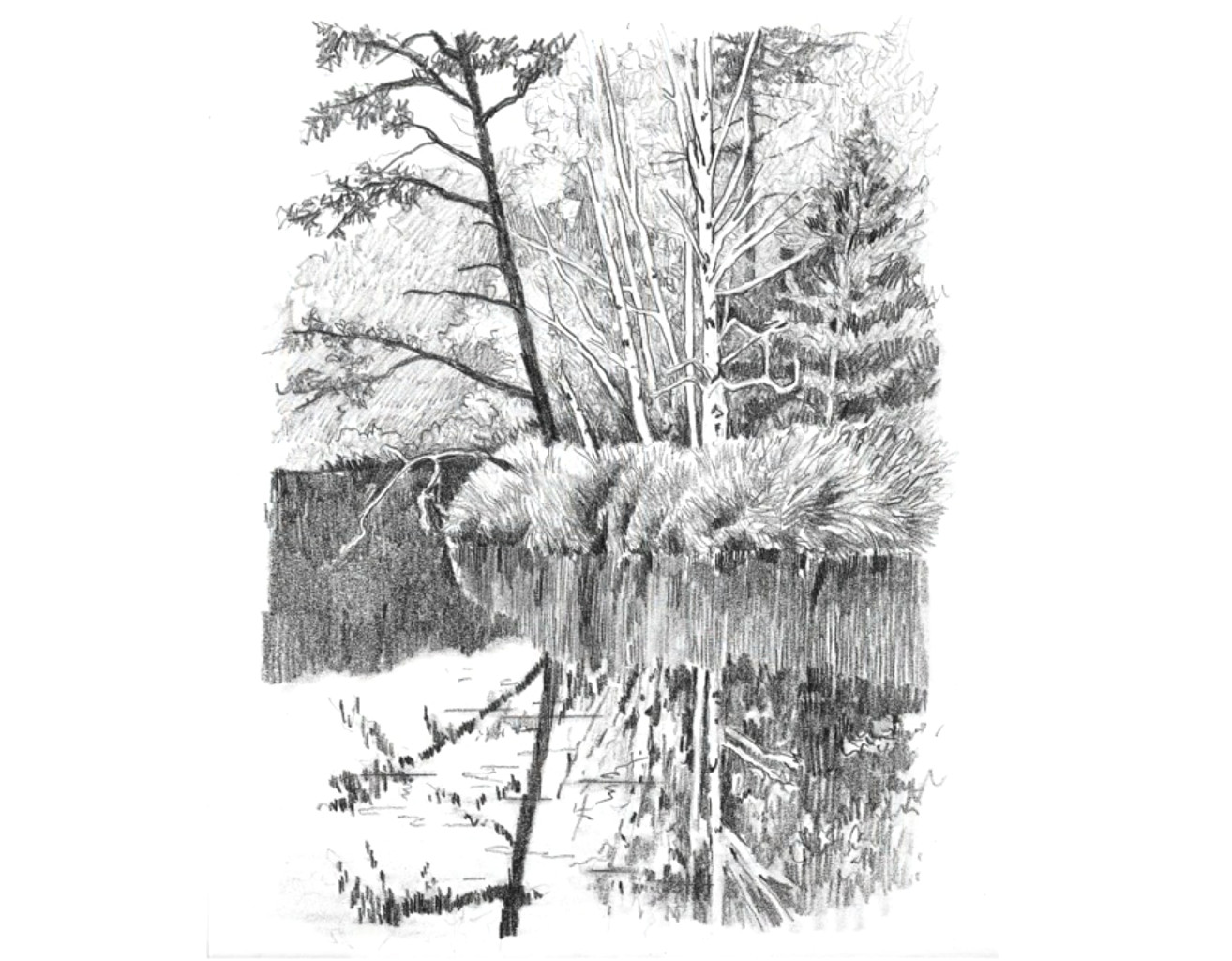 Redwood Tree Drawing Easy 6 Ways to Spruce Up Your Landscape Pencil Drawings