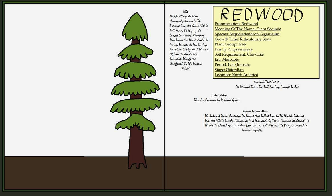 Redwood Tree Drawing Easy Dinatheen Flora Life Redwood by Tyrannosaurus90s On Deviantart