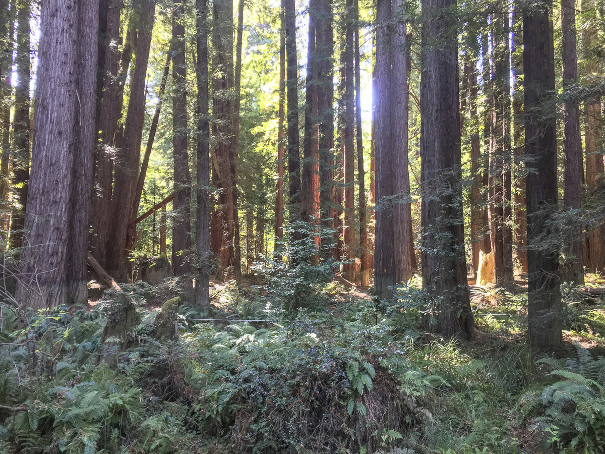 Redwood Tree Drawing Easy How Long It Takes for A forest to Recover after Clear