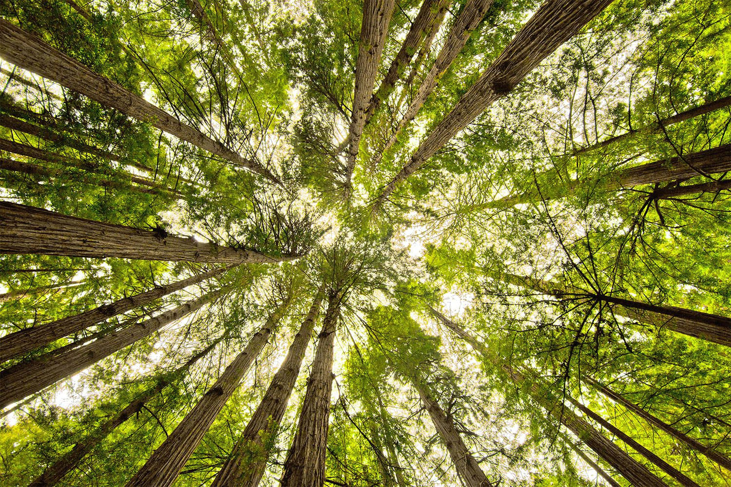 Redwood Tree Drawing Easy Muir Woods How to See the Big Trees Near San Francisco