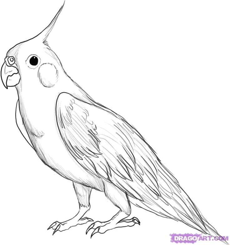 Sad Animal Drawings How We Draw A Bird sok Po Google Craft Bird Drawings