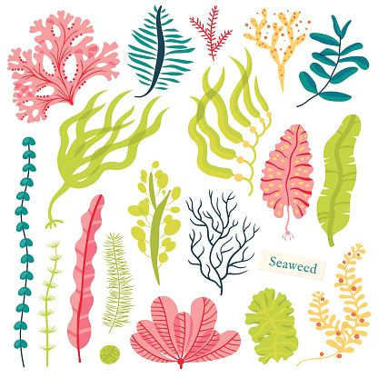 Seaweed Drawing Easy Sea Plants and Aquatic Marine Algae Seaweed Set Vector