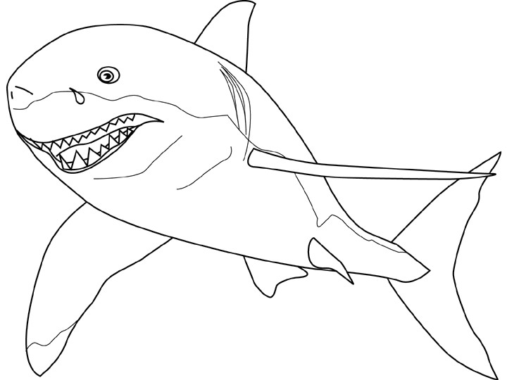 Shark Easy Drawing Great White Shark Drawing Shark Pictures Sharks for Kids