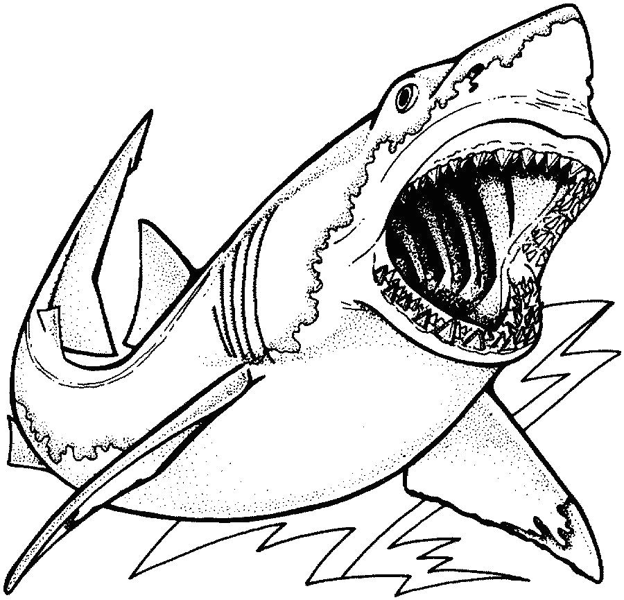 Shark Easy Drawing Lovely Coloring Pages Shark Easy Picolour