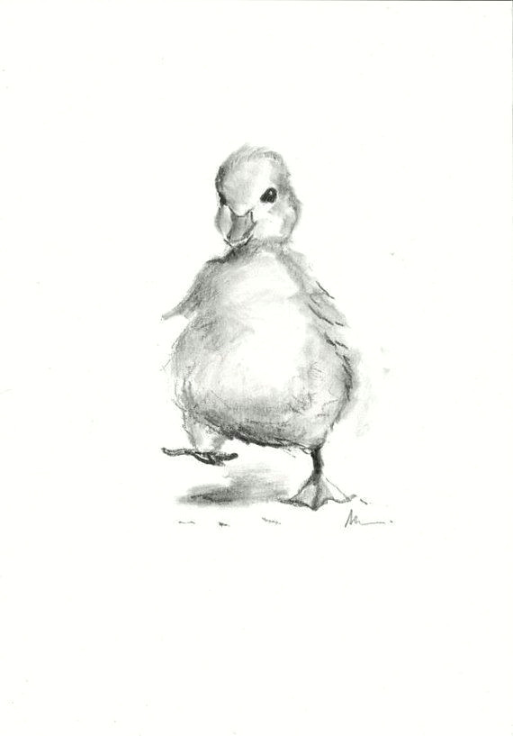 Small Animals Images Drawing Duckling original Charcoal Drawing Hand Drawn Little Duck