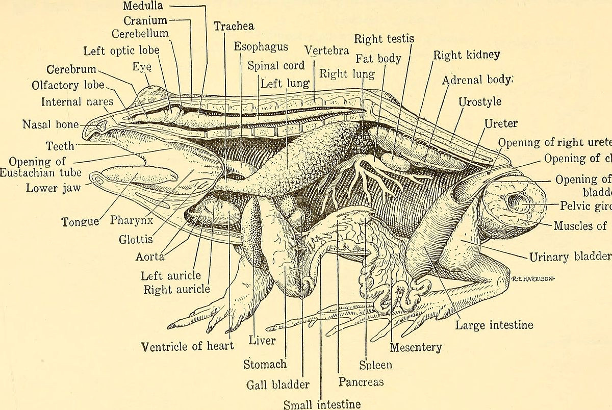 Small Animals Images Drawing File Animal Biology 1938 18196802535 Jpg Wikimedia Commons