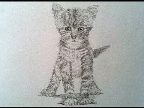 Small Animals Images Drawing How to Draw A Realistic Cat Drawing A Kitty Cat