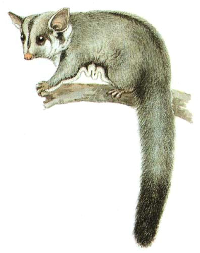 Small Animals Images Drawing Sugar Glider Wikipedia