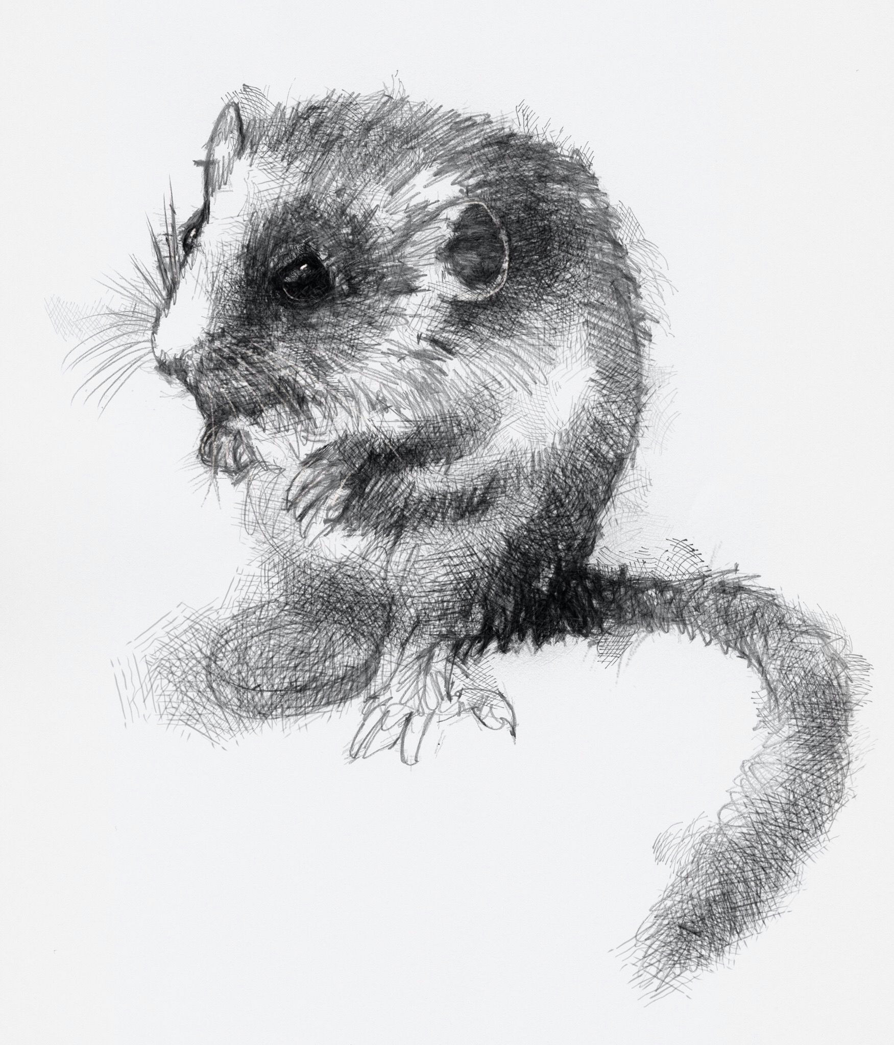 Small Animals Images Drawing the Other Dormouse Small Drawings Animal Sketches Sketch