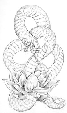 Snake Drawing Easy Step by Step 37 Best Snake Drawing Images Snake Drawing Snake Snake Art