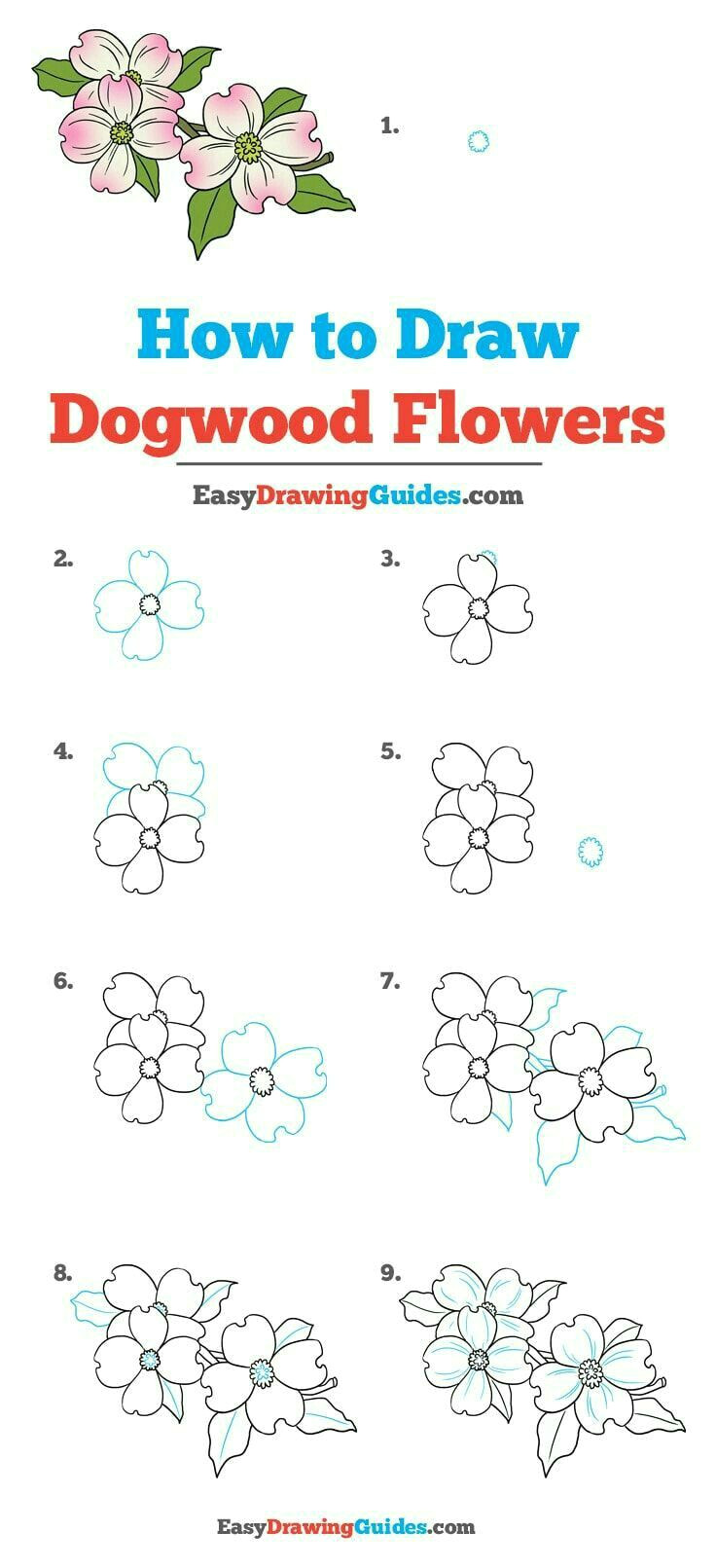 Step by Step Flower Drawing Easy Dogwood Flowers Easy Flower Drawings Flower Drawing