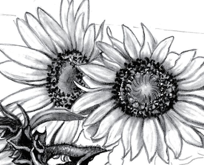 Sunflower Girl Drawing How to Draw Sunflower Sunflower Drawing Sunflower