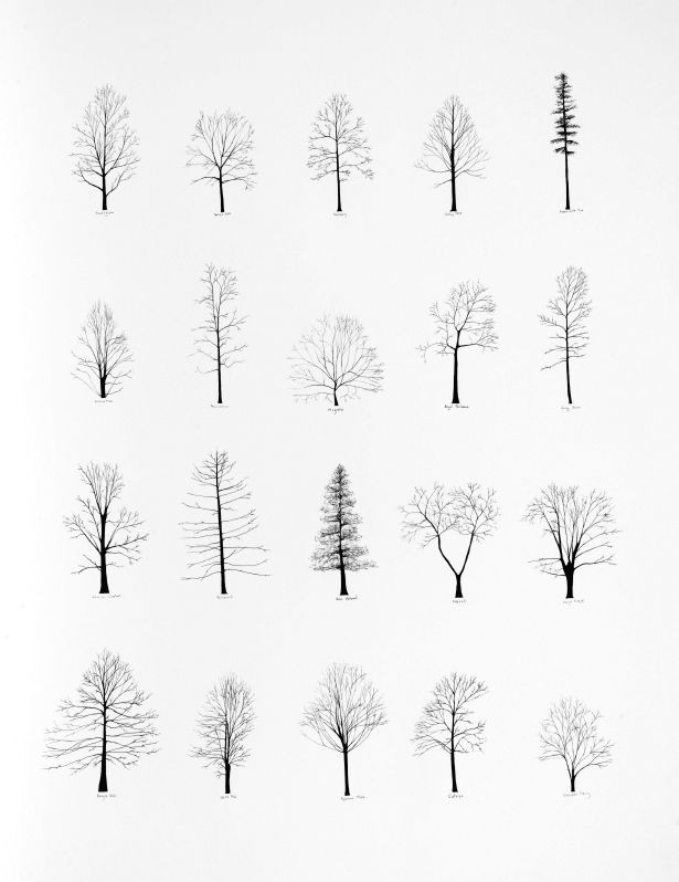 Trees that are Easy to Draw Simple Pure Perfect Everlytrue Trees by Katie Holten