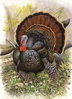 Turkey Animal Drawing 56 Best Turkey Drawing Images Turkey Drawing Vintage