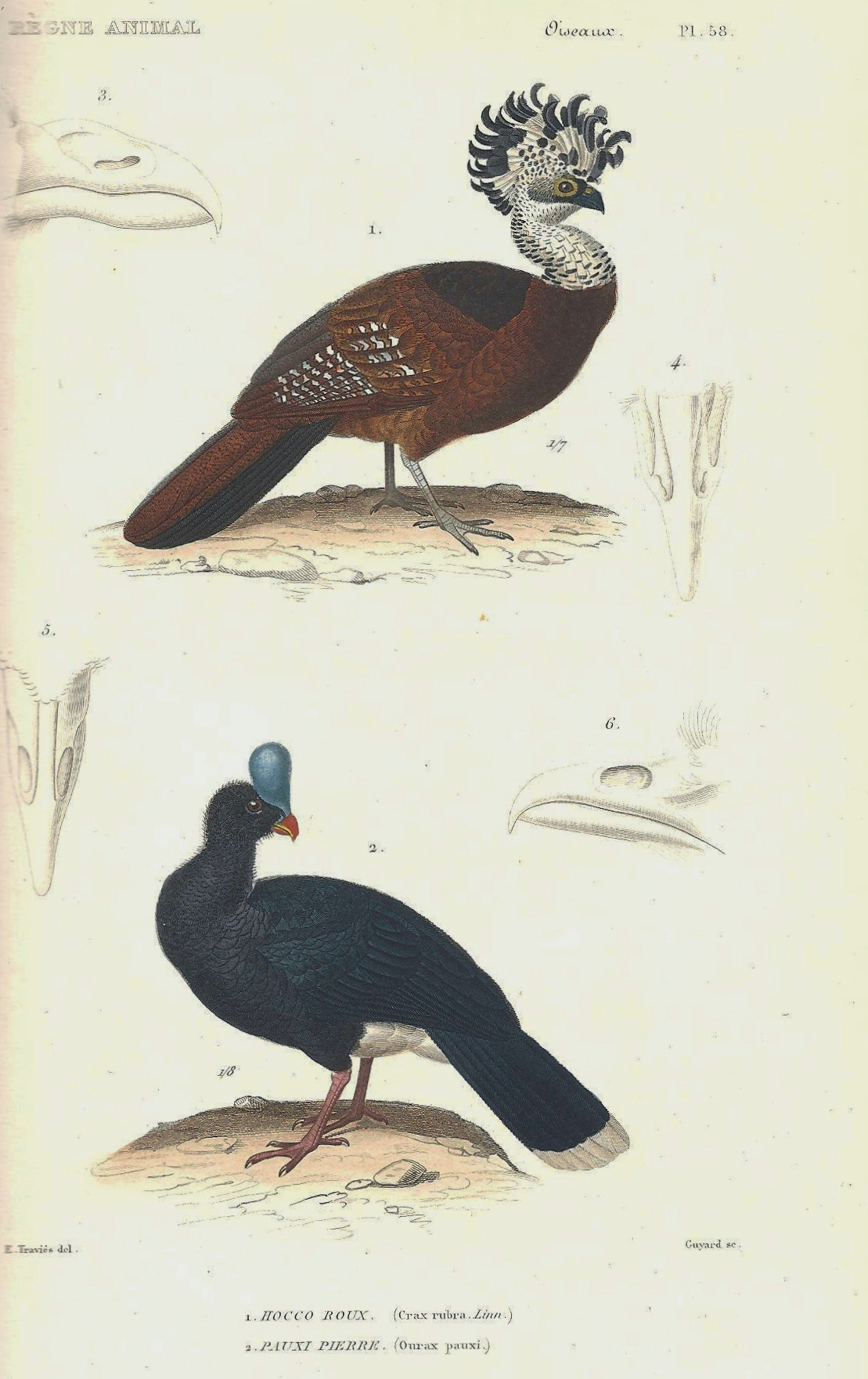 Turkey Animal Drawing File Cuvier 58 Hocco Et Hocco A Pierre Jpg Wikimedia Commons
