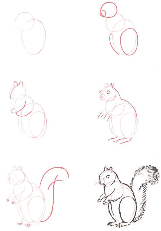 Tv Drawing Easy How to Draw A Squirrel Step by Step Animal Drawings