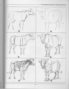 Weatherly Guide to Drawing Animals Pdf 254 Best Animals Images Animals Animal Drawings Animal