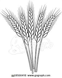 Wheat Drawing Easy 15 Best Wheat Drawing Images Wheat Drawing Wheat Tattoo